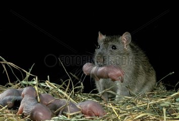 Rate surmulot et ses ratons au nid France