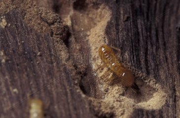 Termite soldat sur du bois Manapany La Réunion