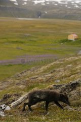 Arktischer Fuchs auf der Suche nach Nahrung im Tundra Island