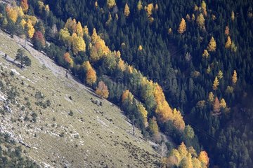 Mixed forest in autumn Ordesa Valley Pyrenees Spain