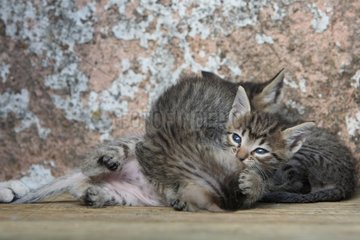Kittens playing near a wall