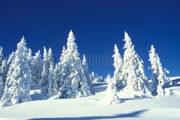 Snowy Conifers Forest Jura Frankreich