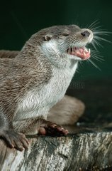 European Otter shouting Germany