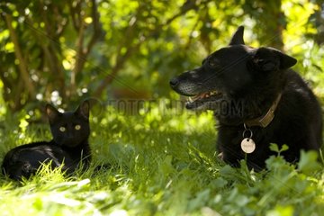 Alter Hund und schwarze Katze Frankreich