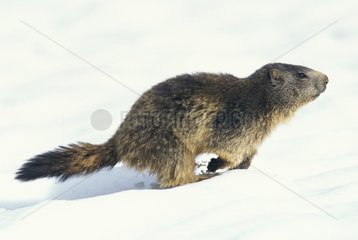 Alpine Marmot searching feed to its litter