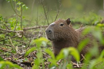 Capybara Männliche Französisch -Guayana