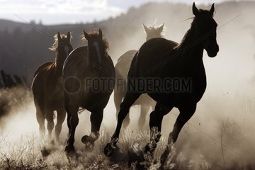 Horde gallopping in der Meadow Oregon die USA