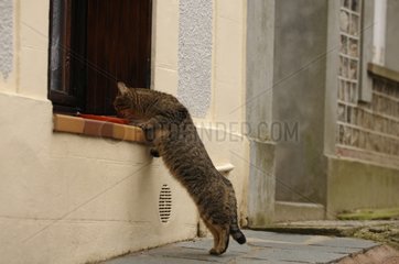 Katze isst am Rand eines Fensters yport Frankreich