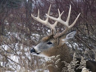 White-tailed deer watching Quebec Canada