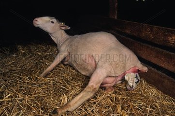 Schaf Merino  die sein Lamm niederlegt