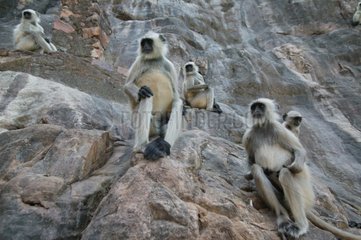 Groupe d'Entelles de l'Inde assis contre une falaise Inde