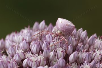 Weibliche Krabbenspinne auf einer Blume Dordogne Frankreich