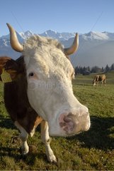 Cow portrait of race Siementhaler Switzerland