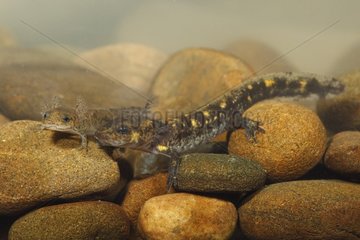 Larva von gesprenkelten Salamander unter Wasserspanien