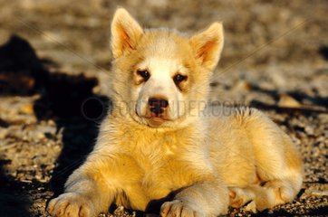 Pup eskimo of the village of Resolute Bay