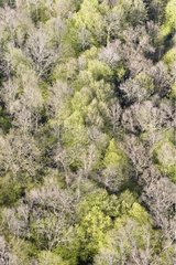 Luftaufnahme eines Laubwaldes in der FrÃ¼hlingsmoselle