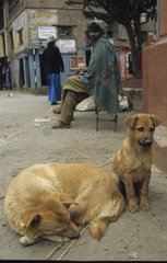 Hunde  die auf der Straße eines nepalesischen Dorfes ruhen