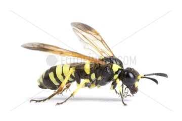 Close up of a Sawfly in studio