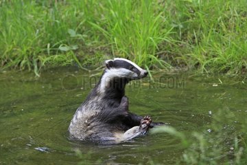 Eurasian Badger grooming in water