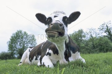 Normanische Kuh  die im Frankreichgras liegt