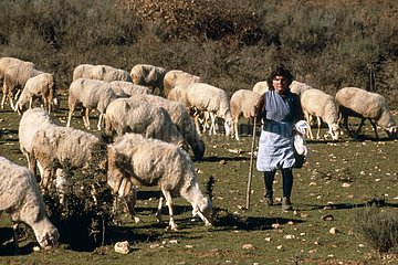 Sierra Shepherdess und Schafe des Culebra Zamora Spaniens