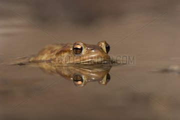 Common toad swimming surface Alps France