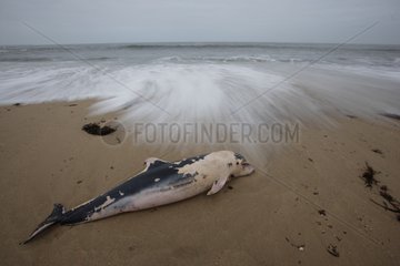 Dauphin Corpse Agraling am Strand von Morbihan Frankreich