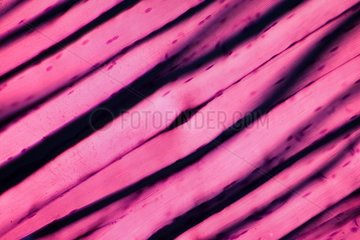 Longitudinal cut of striated muscle under microscope