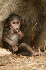 Baby Anubis Baboon with his mother Samburu Kenya