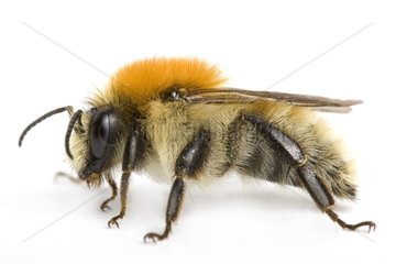Carder Bumblebee on white background