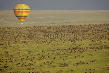 Air-ballon and Wildebeest migration in Masai Mara savannah
