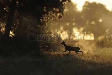 Roe walking in a meadow at sunrise France
