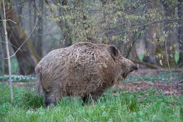 Boar in the woods Belfort France