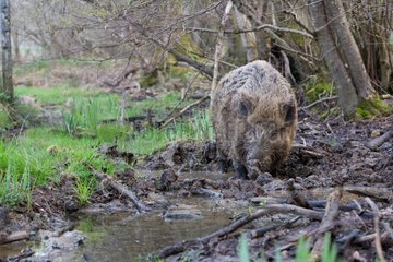 Wild boar bathing in his soils