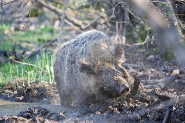 Wild boar bathing in his soils
