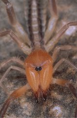 Portrait d'araignée Solifuge Ammotréchide Nicaragua