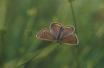 Azuré de la jarosse femelle posée sur un brin d'herbe Grèce