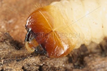 Longicorn bettle larva France