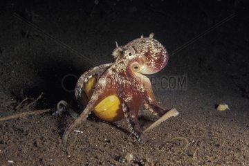 Veined octopus carring a snail shell that it uses as a home