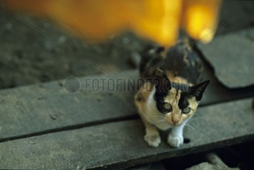 Cat lying down on a wooden plank India