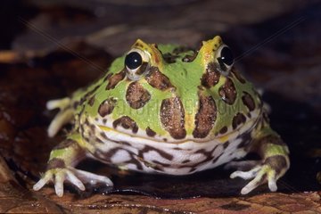 Portrait of an Ornate Horned Frog Brazil