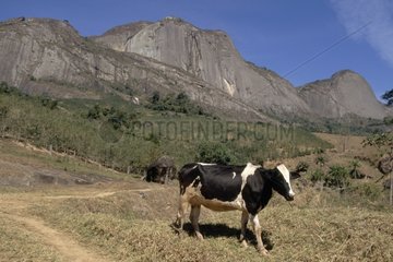 Cows and cliffs Espirito Santo Brazil