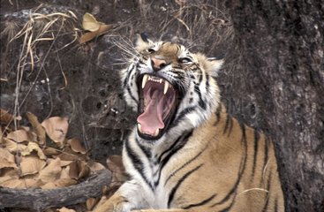 Bengal Tiger Baillant Bandhavgarh Indien
