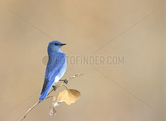 Montain Bluebird posierte in einem Zweig New Mexico