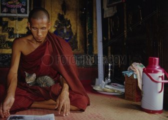 Chaton de gouttière au creux des jambes d'un moine Birmanie