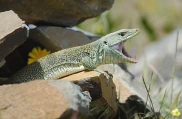 Ocellated Lizard in defense attitude Extremadura Spain