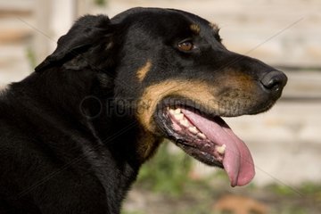 Beauceron weiblicher Hund Frankreich