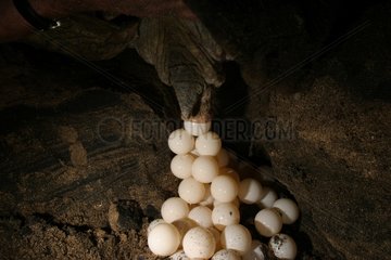 Grüne Schildkröte legt seine Mayotte -Komoros -Eier nieder