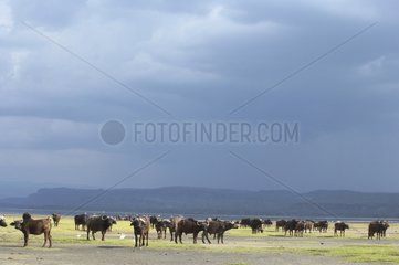 Cape Buffaloes under a sky of storm Nakuru Kenya