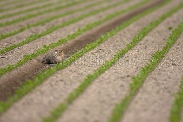 European Hare lying in a field Champagne France